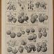 Lithographie sur la fraise - 1920