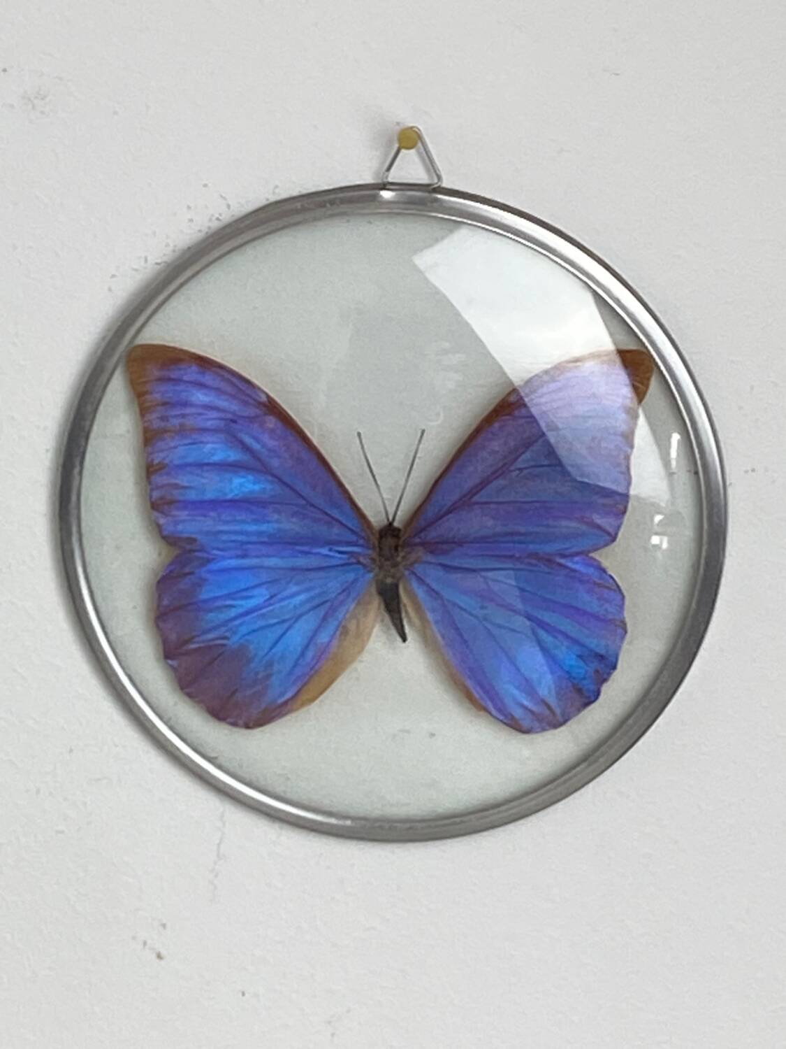 Naturalized morpho butterfly under curved glass