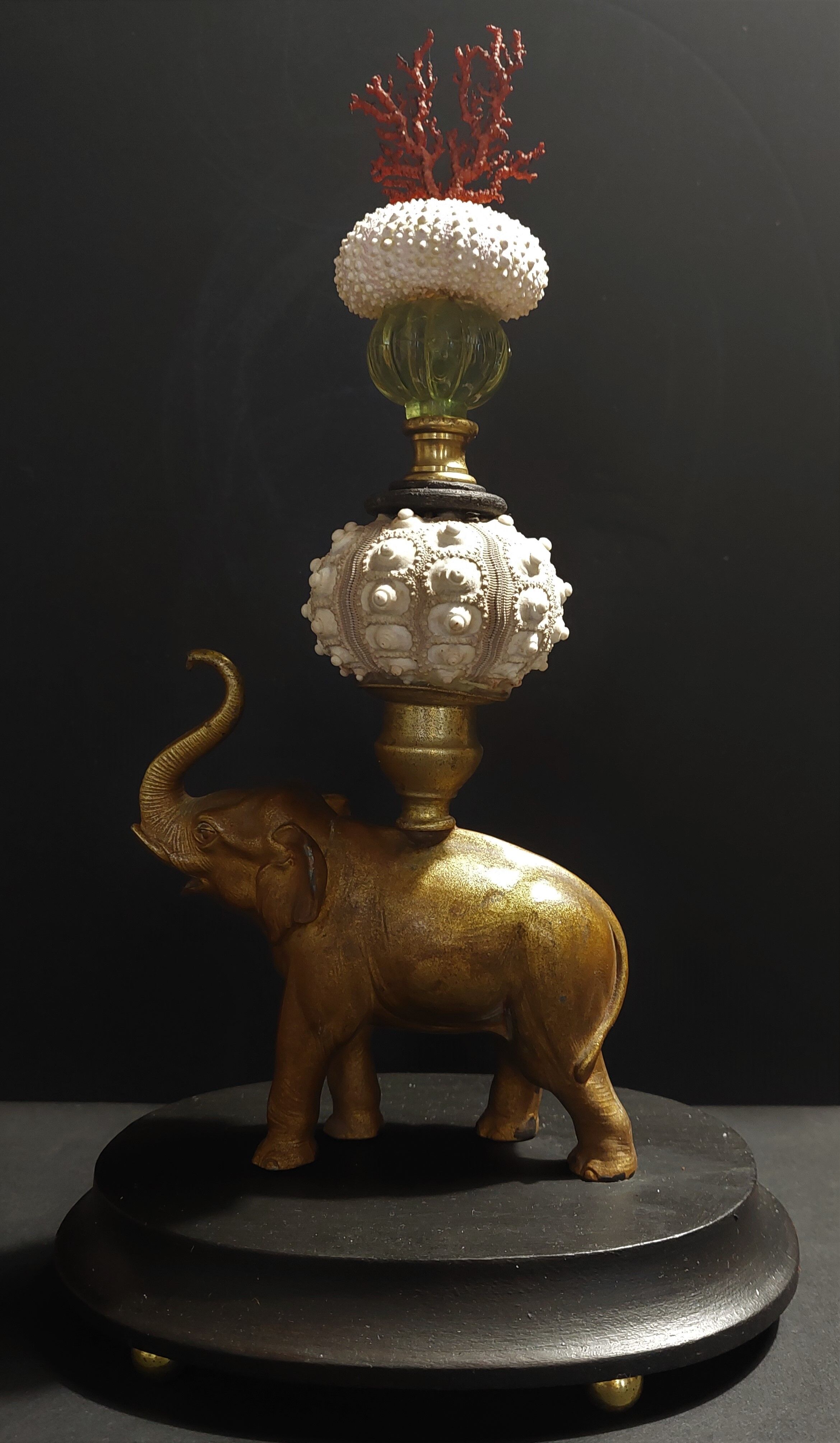 Cabinet of Curiosities composition with sea urchins and gorgon paramuricea clavata