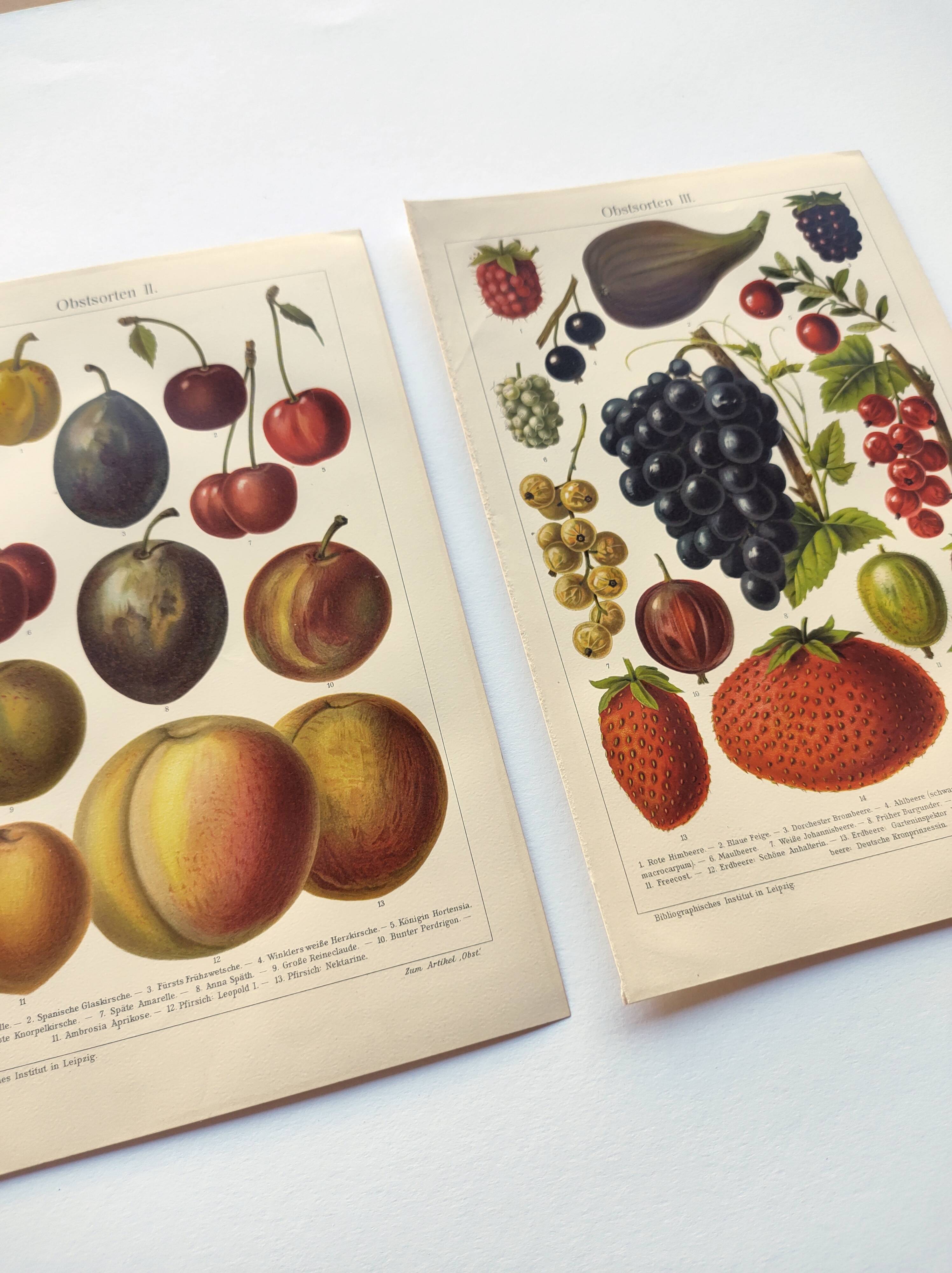 2 Engravings from 1909 - Fruit varieties - Strawberry, Grape and Cherry - Old German plates