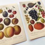 2 Engravings from 1909 - Fruit varieties - Strawberry, Grape and Cherry - Old German plates