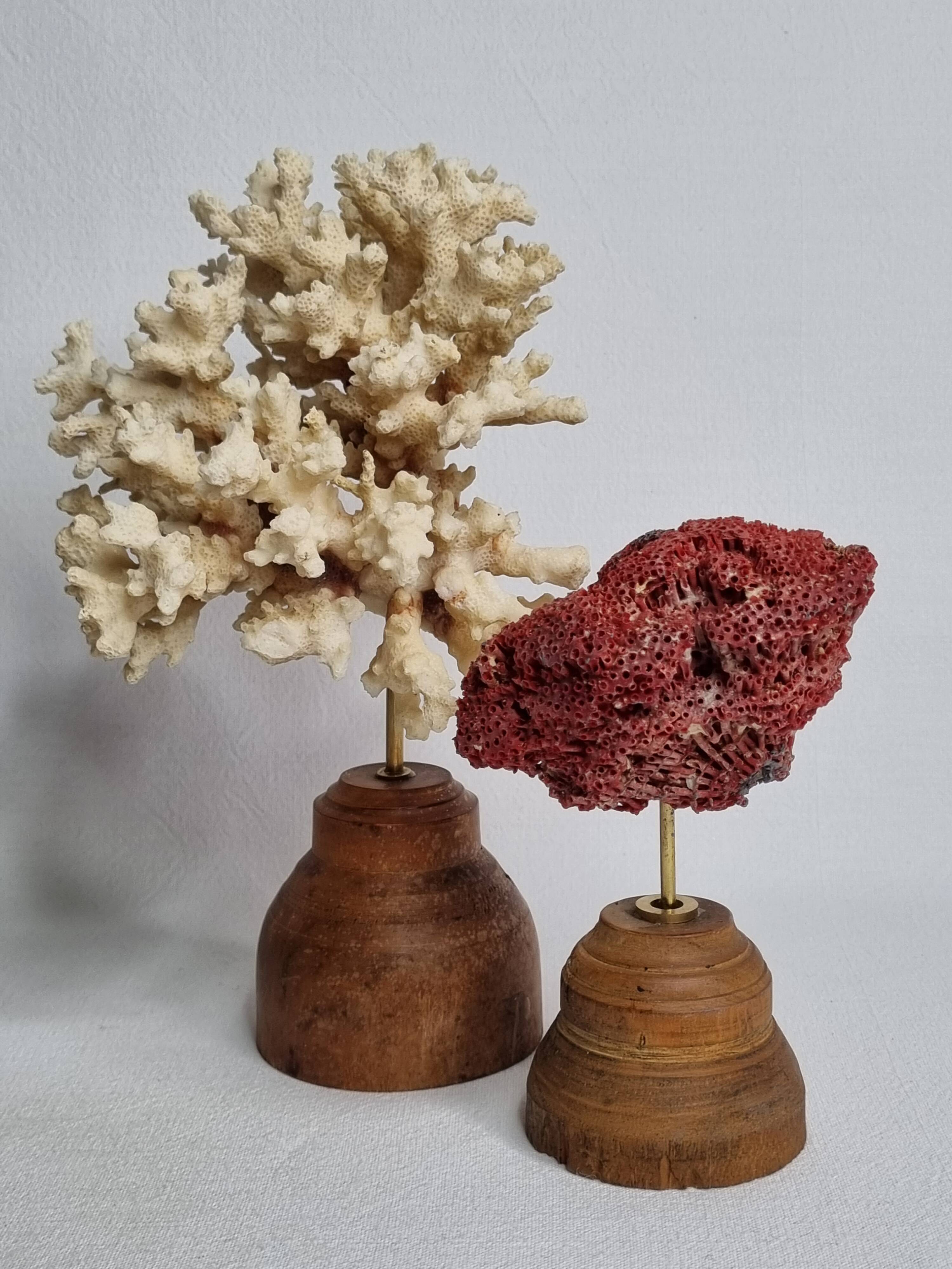 Set of two antique corals on turned wooden base, 20 cm