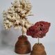 Set of two antique corals on turned wooden base, 20 cm