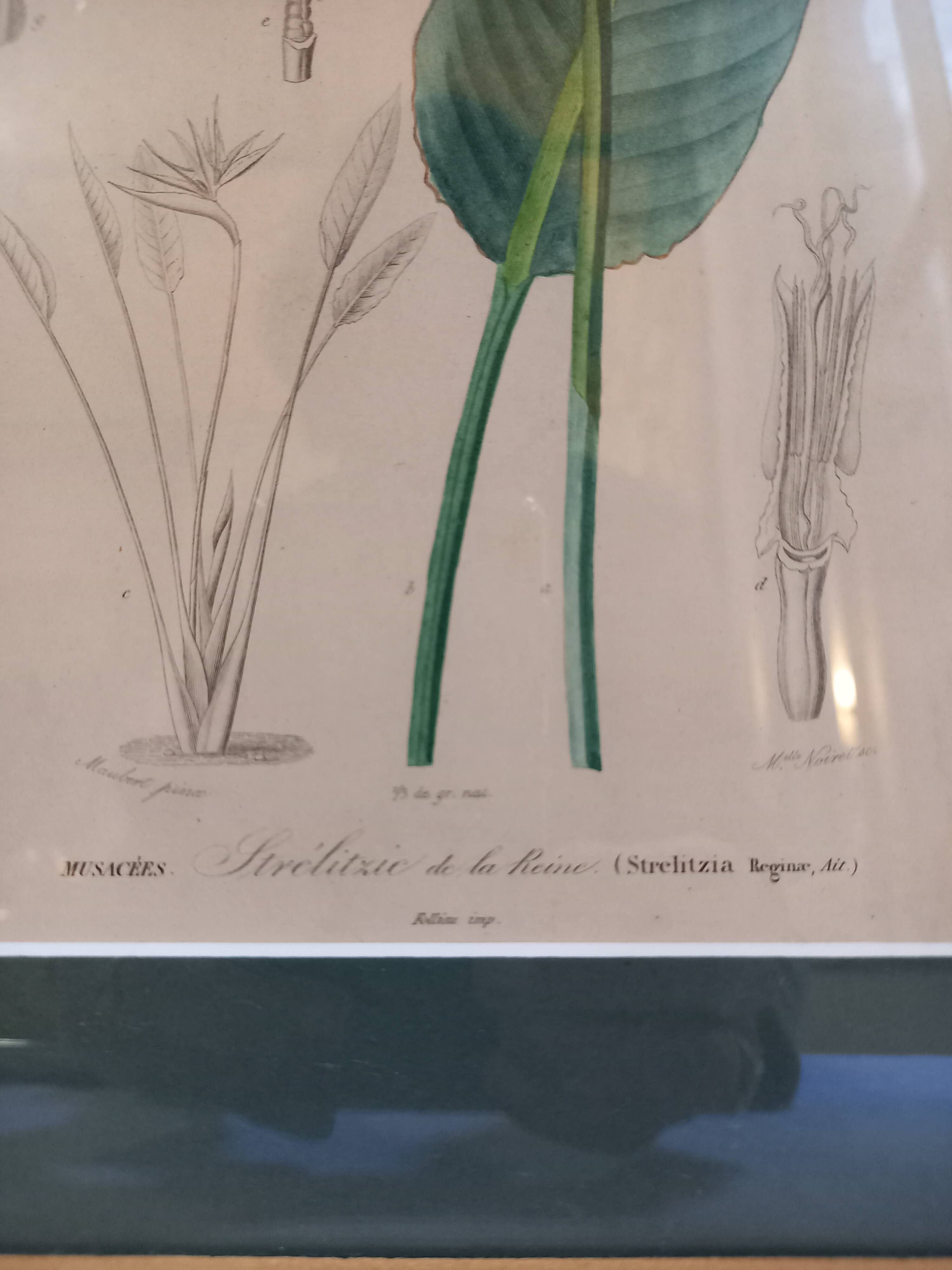 Old botanical plate, framed, representing a flower, queen's strétisia.
