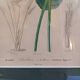 Old botanical plate, framed, representing a flower, queen's strétisia.