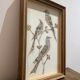 cadre sous verre aux oiseaux
