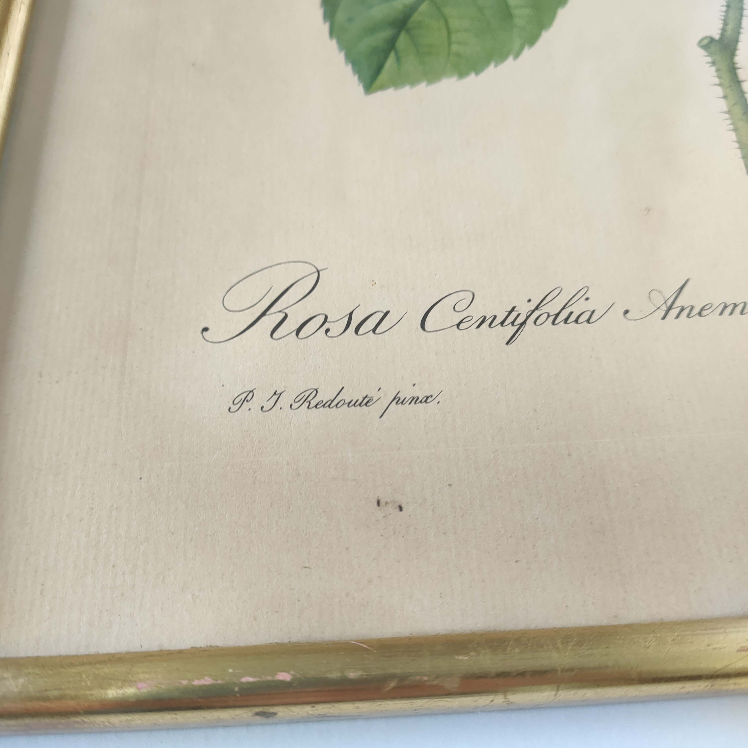 Botanical plate Rose Dreaded