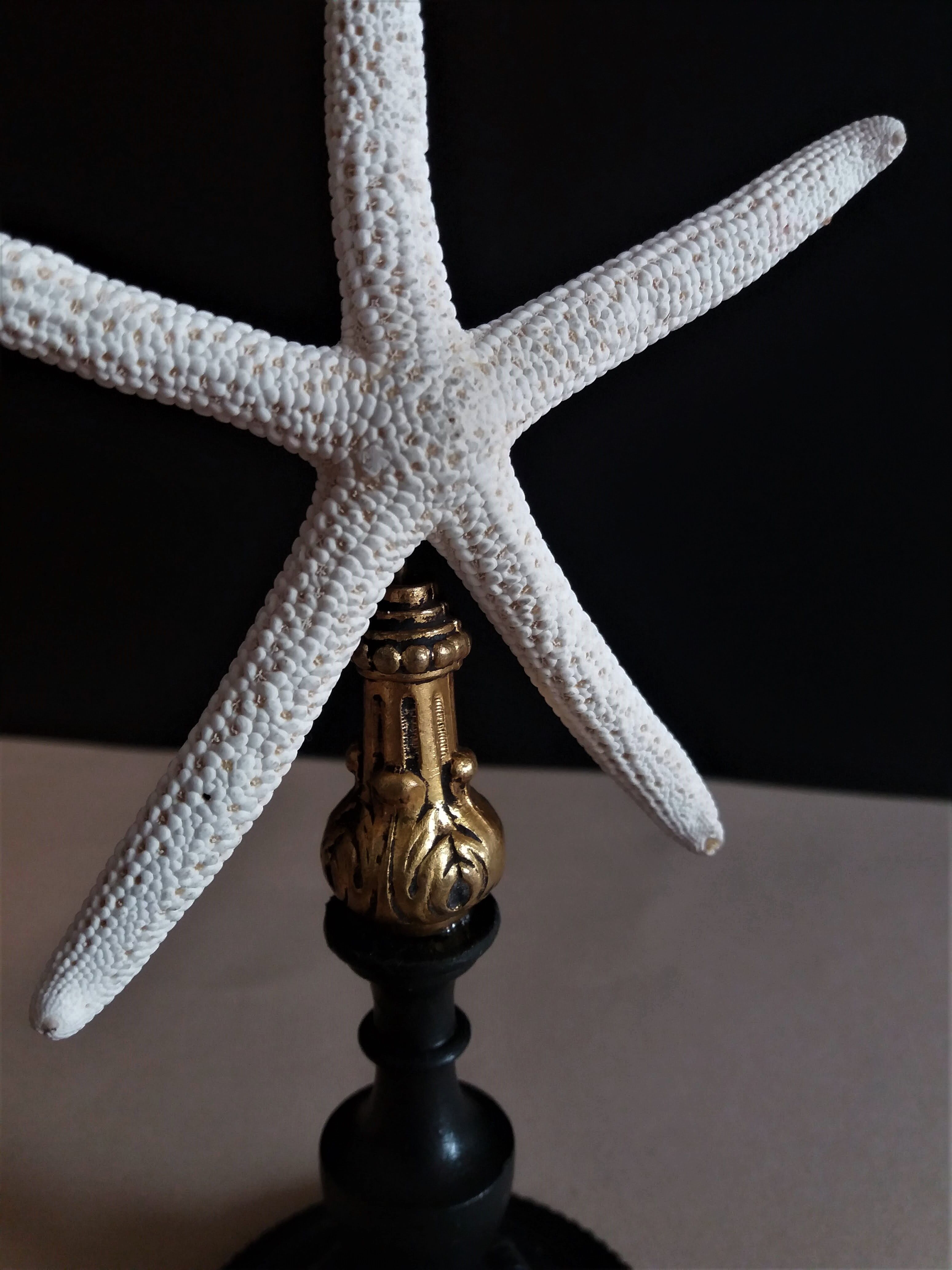 Sea star linckia laevigata