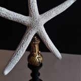 Sea star linckia laevigata