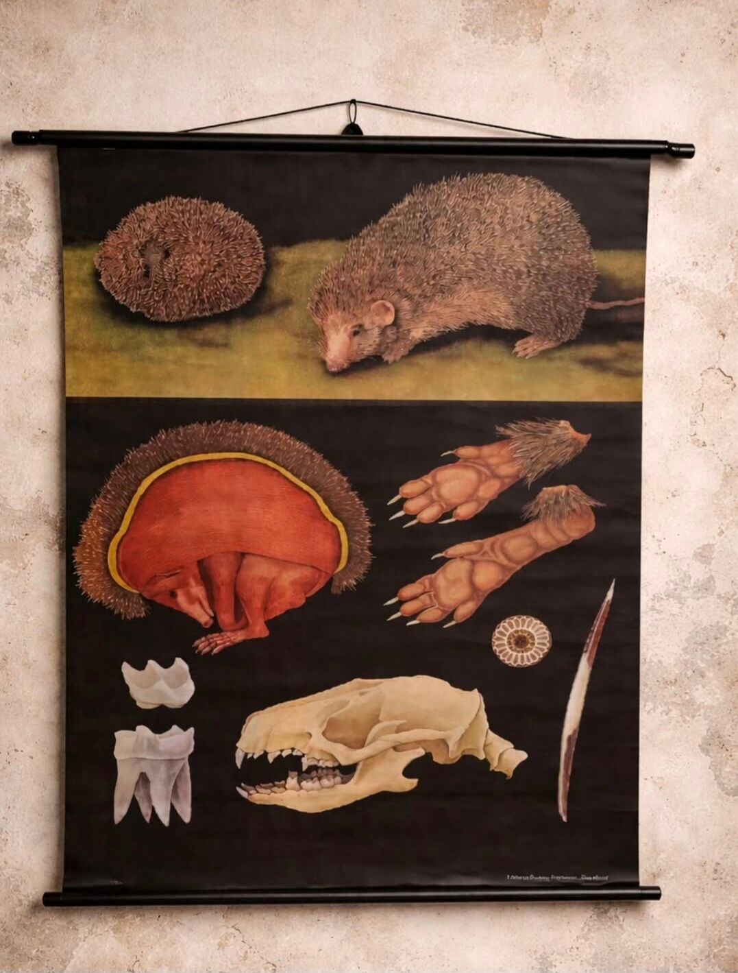 Educational poster mounted THE HEDGEHOG