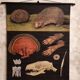 Educational poster mounted THE HEDGEHOG
