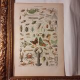 Lithograph on arthropods from 1922