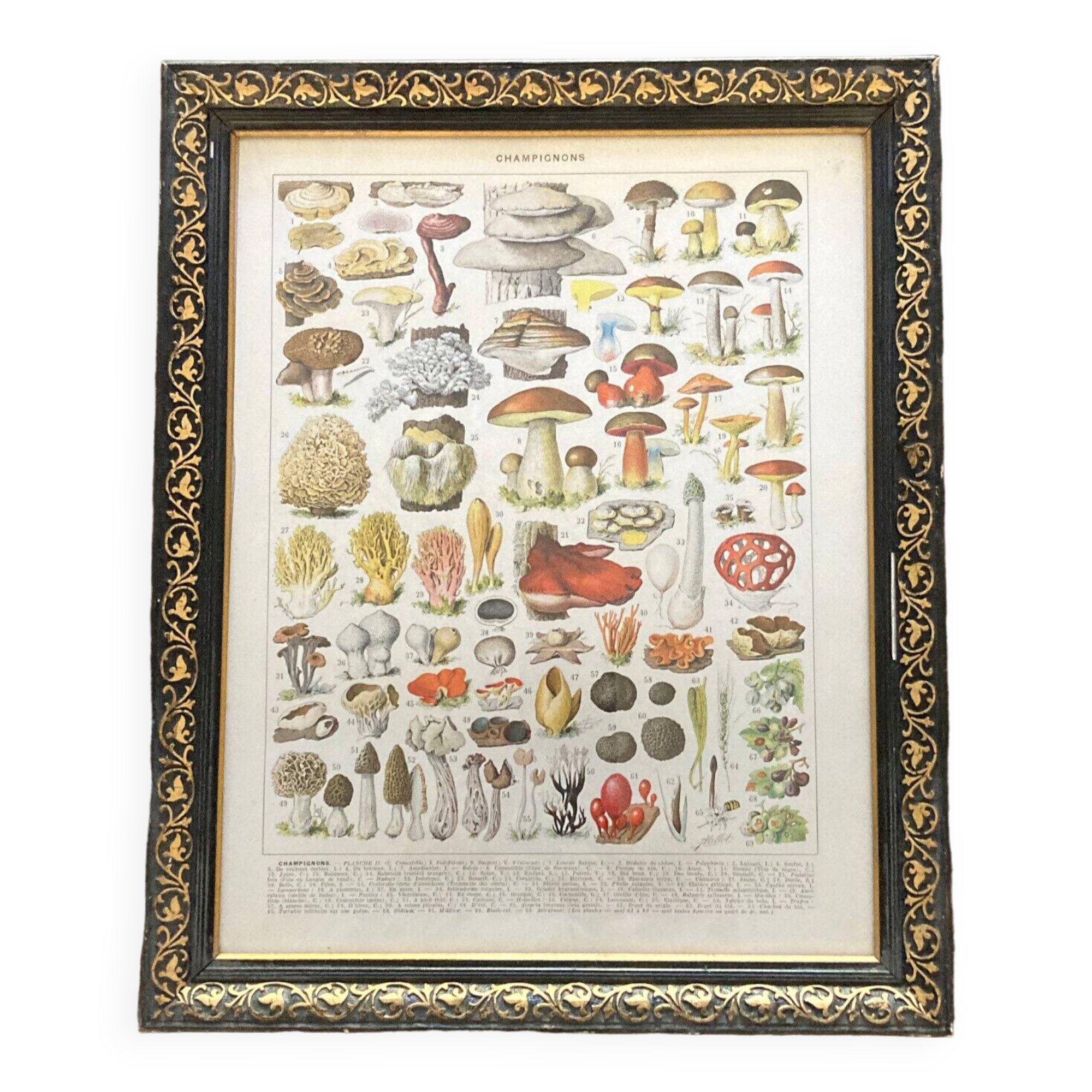 Old board Les Champignons - kitchen decoration