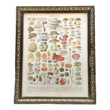 Planche ancienne  Les Champignons - déco cuisine