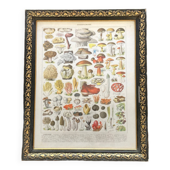 Old board Les Champignons - kitchen decoration