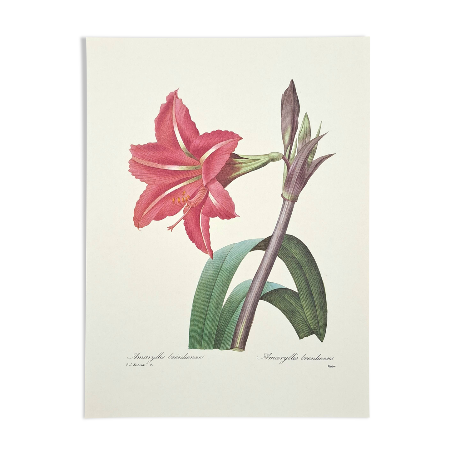Amaryllis brésilienne