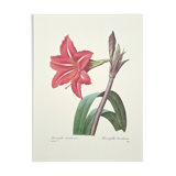 Amaryllis brésilienne