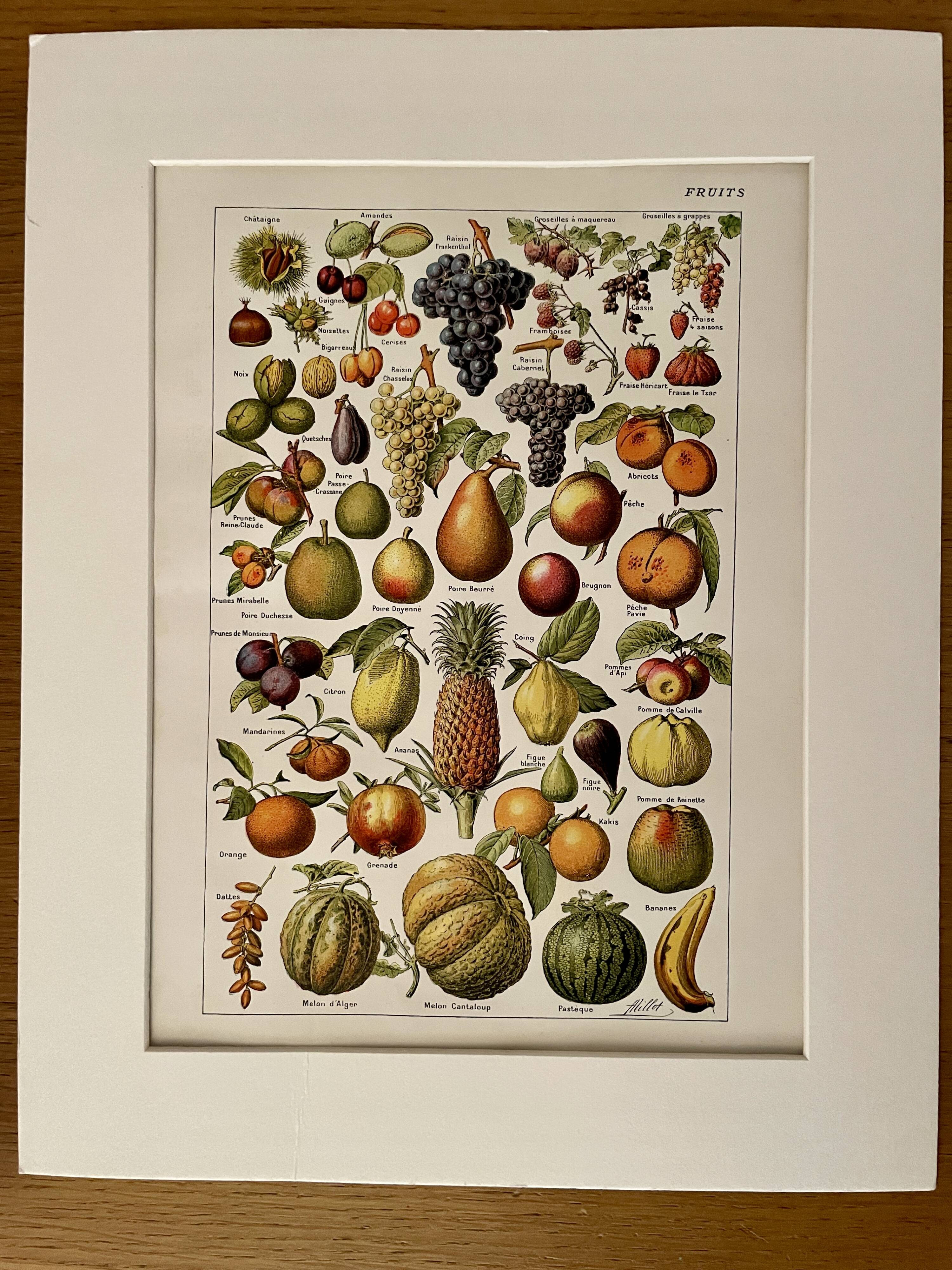 Lithograph on common fruits - 1920