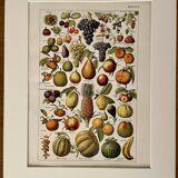 Lithograph on common fruits - 1920
