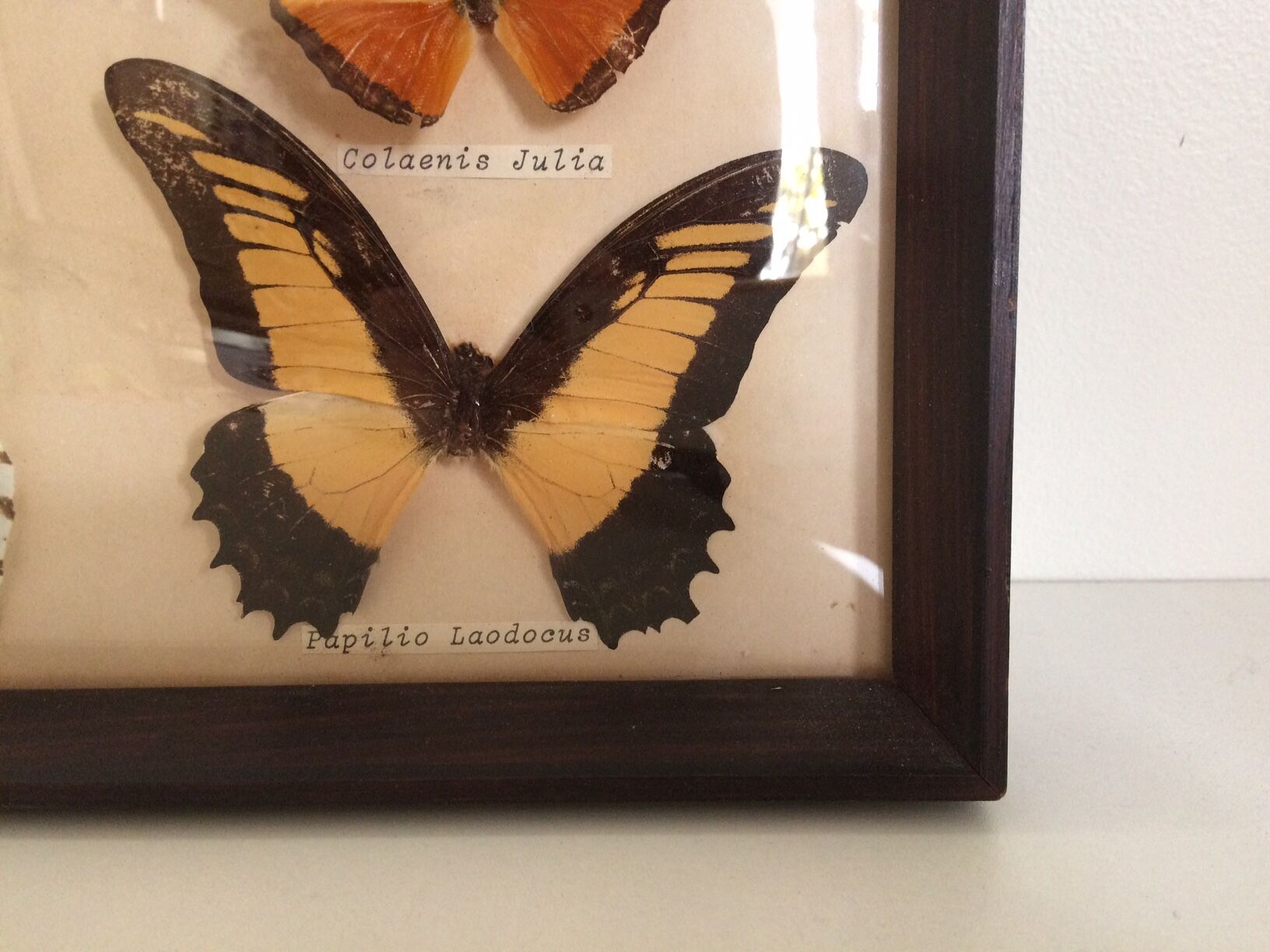 Butterflies naturalized