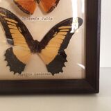 Butterflies naturalized