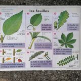 Old MDI poster "The leaves-The apple".