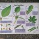 Old MDI poster "The leaves-The apple".