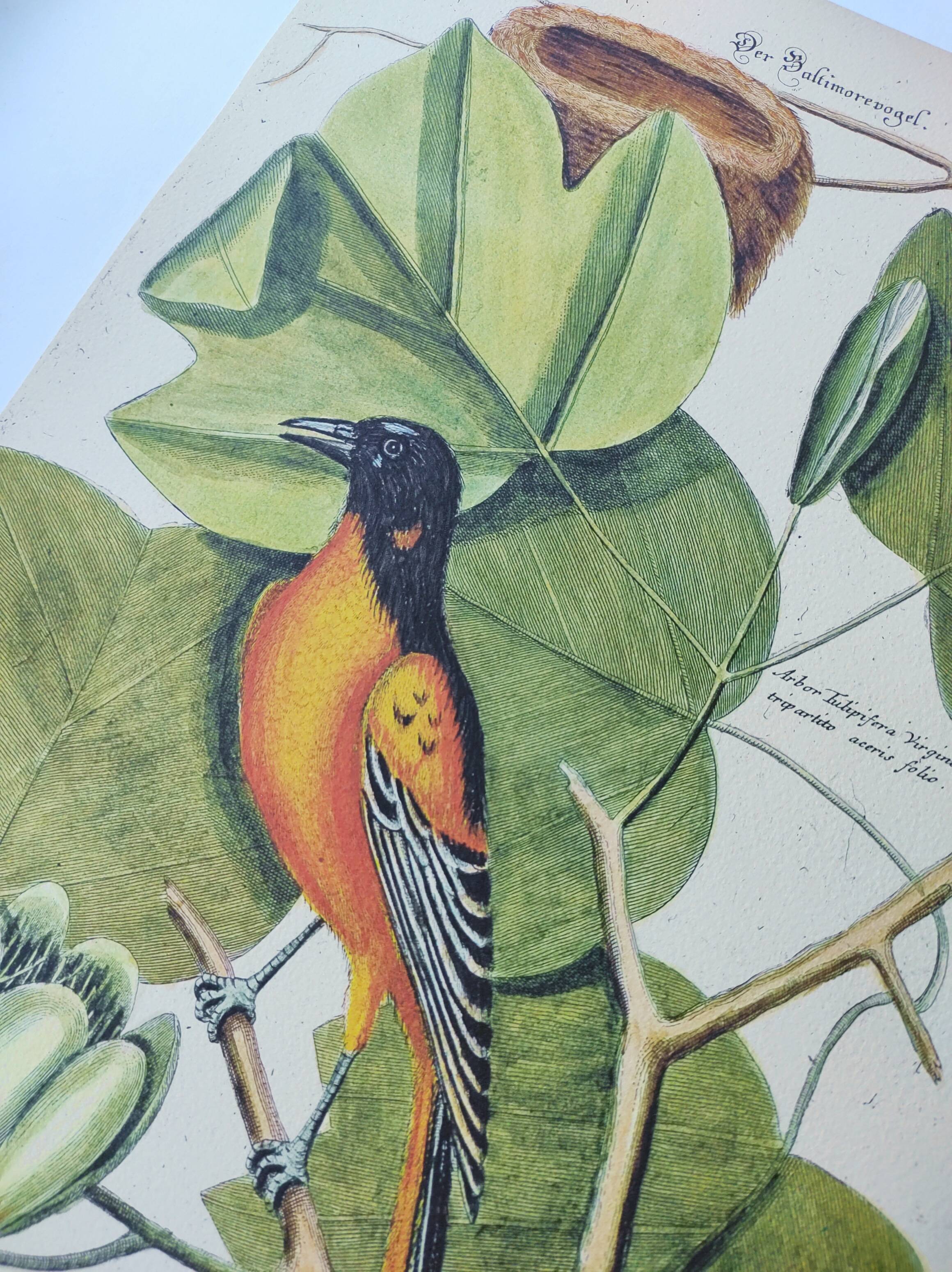 Antique bird engraving - Baltimore bird - Zoological plate by Seligmann & Catesby