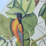 Gravure ancienne oiseau -Oiseau Baltimore- Planche zoologique de Seligmann & Catesby