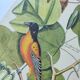 Antique bird engraving - Baltimore bird - Zoological plate by Seligmann & Catesby