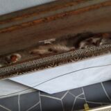 Montpartnasse setting