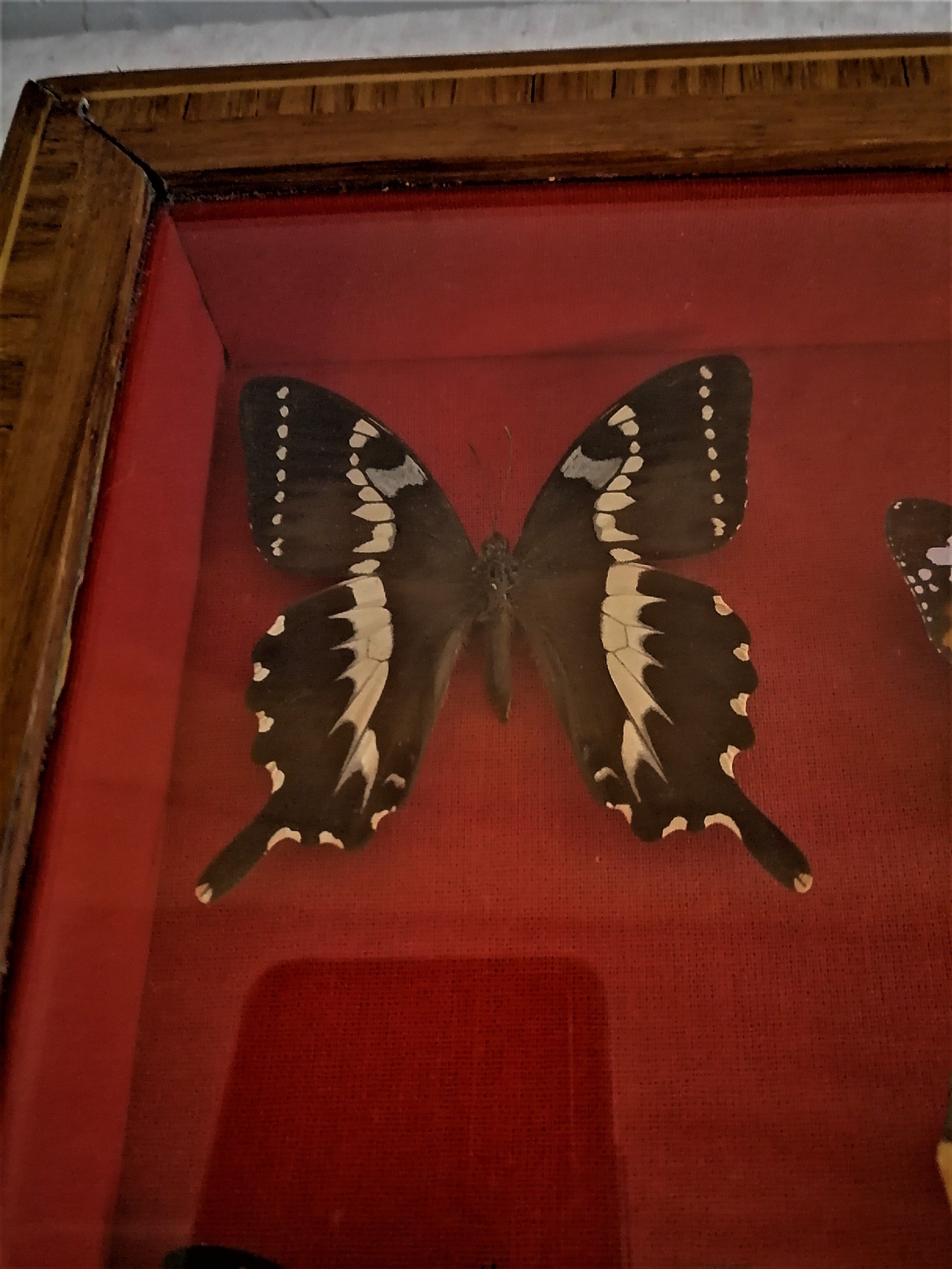 Curiosity, entomology, taxidermy, 9 butterflies