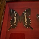 Curiosity, entomology, taxidermy, 9 butterflies
