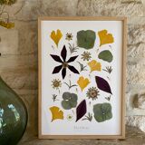 Herbier encadré Matisse