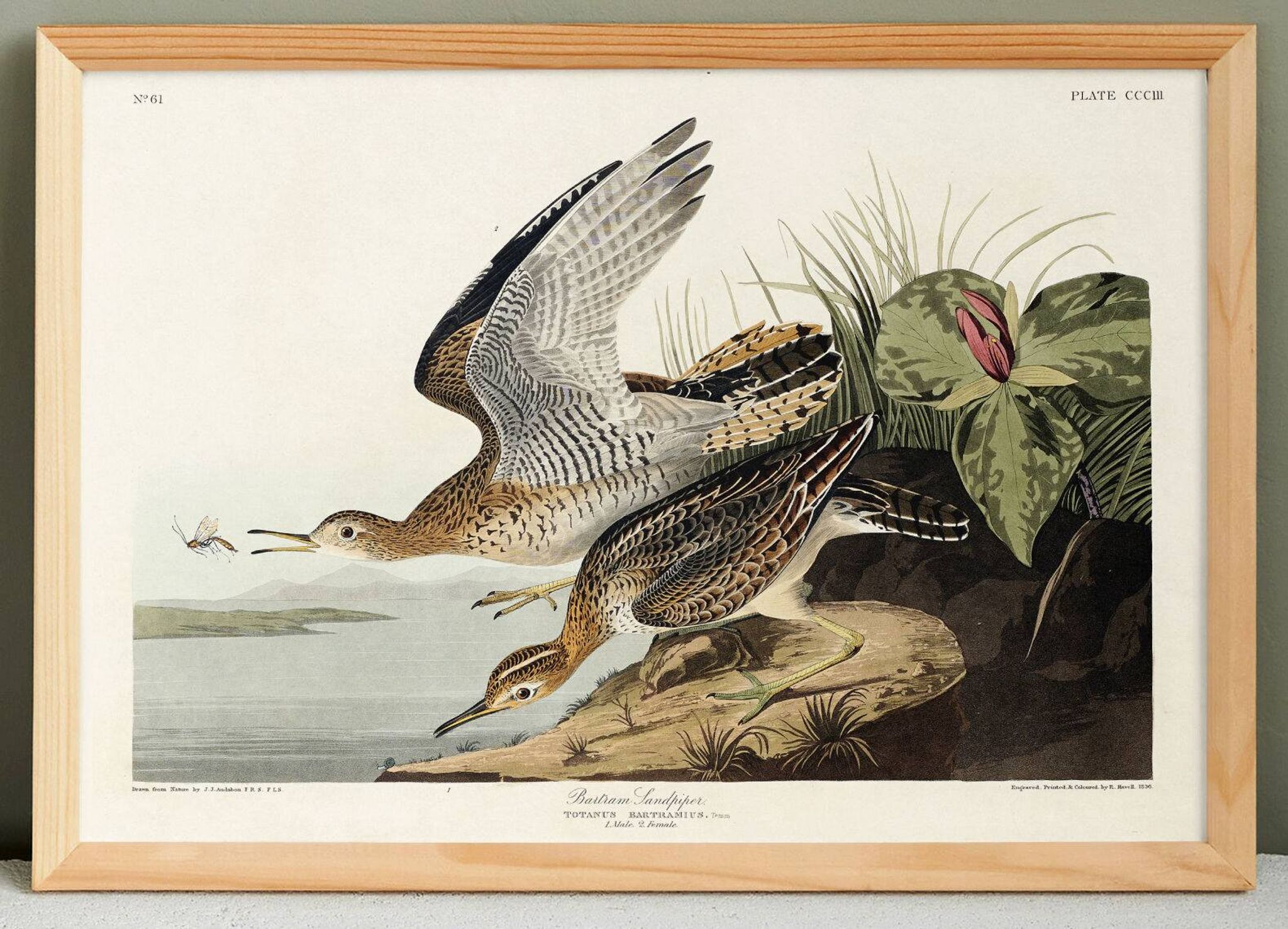 Poster about Maubèche, based on an old engraving from 1827.