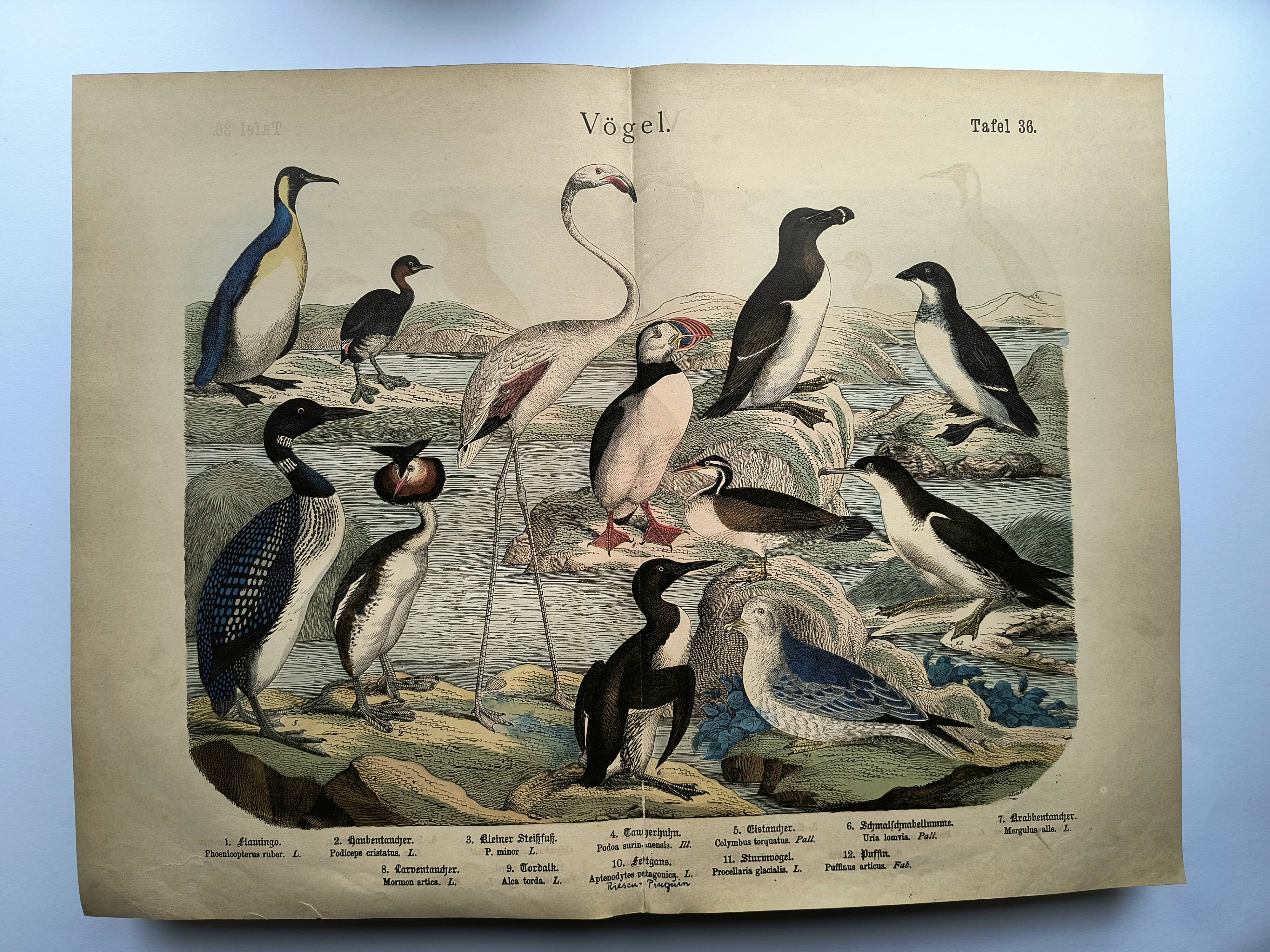 Engraving from 1886. Seabirds. Antique lithograph.