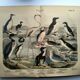 Engraving from 1886. Seabirds. Antique lithograph.