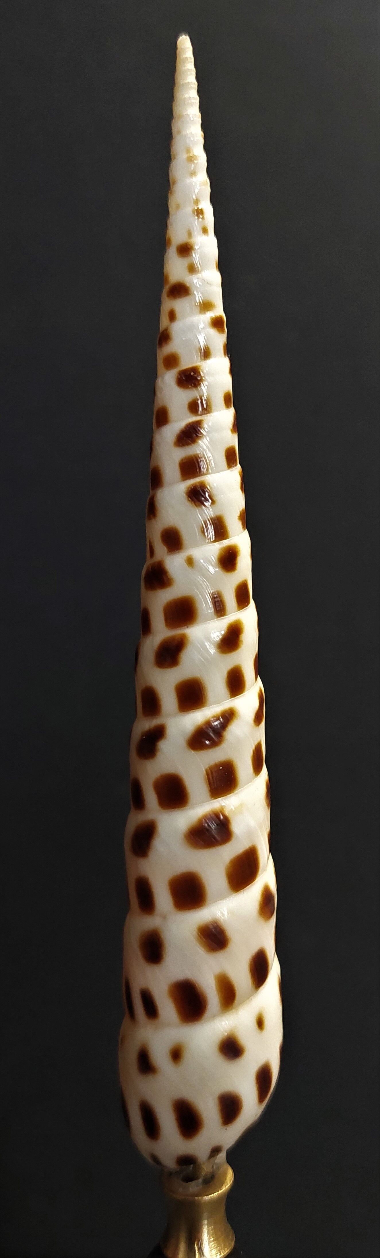 Cabinet of Curiosities shell terebra subulata on base