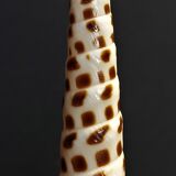 Cabinet of Curiosities shell terebra subulata on base