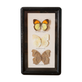 Framed butterflies