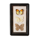 Papillons encadrés