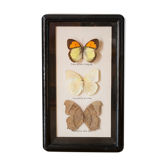 Papillons encadrés