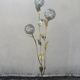 Floral floor lamp in brass and Capiz shell, 1970
