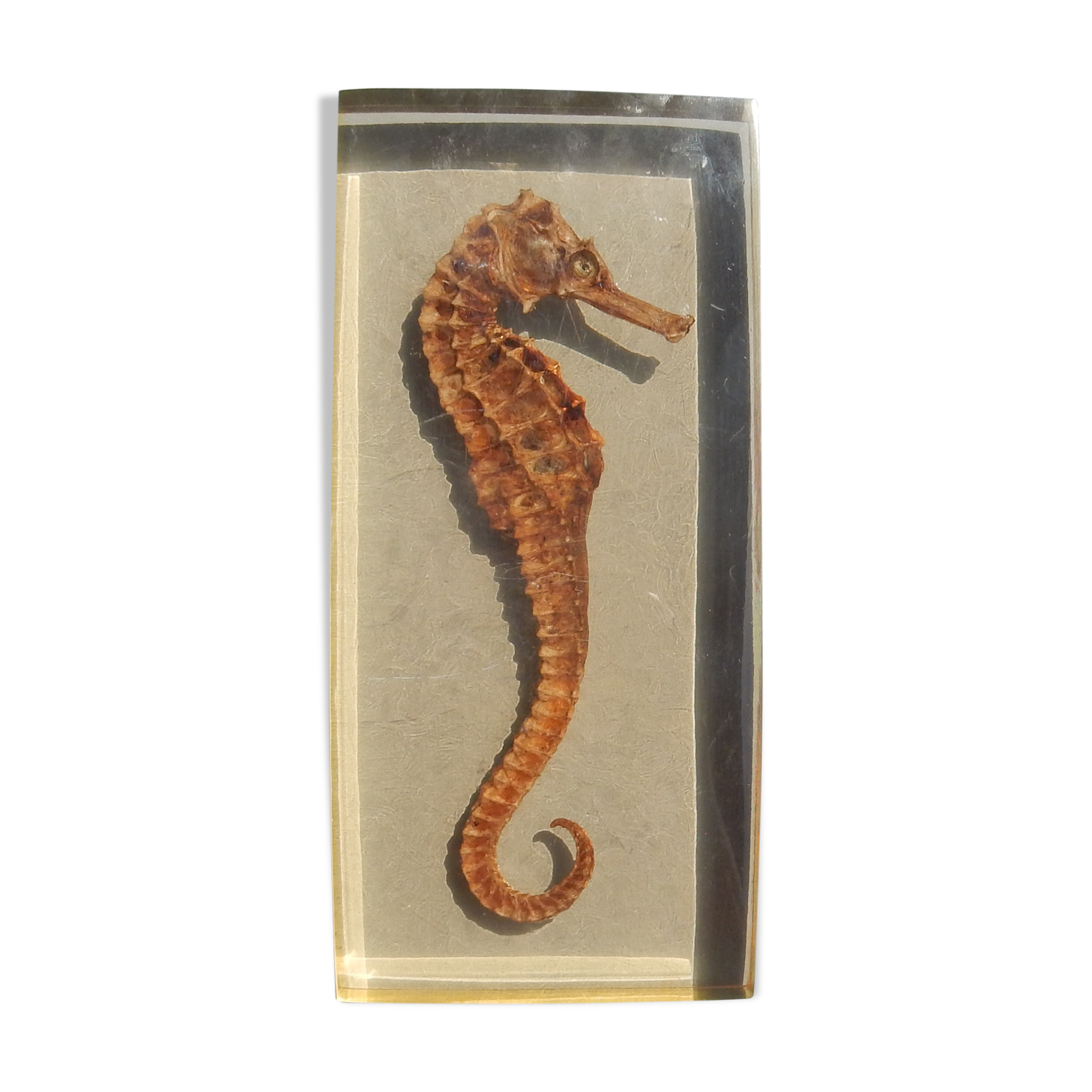 Hippocampus in taxidermy inclusion in resin block