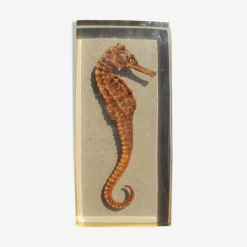 Hippocampus in taxidermy inclusion in resin block