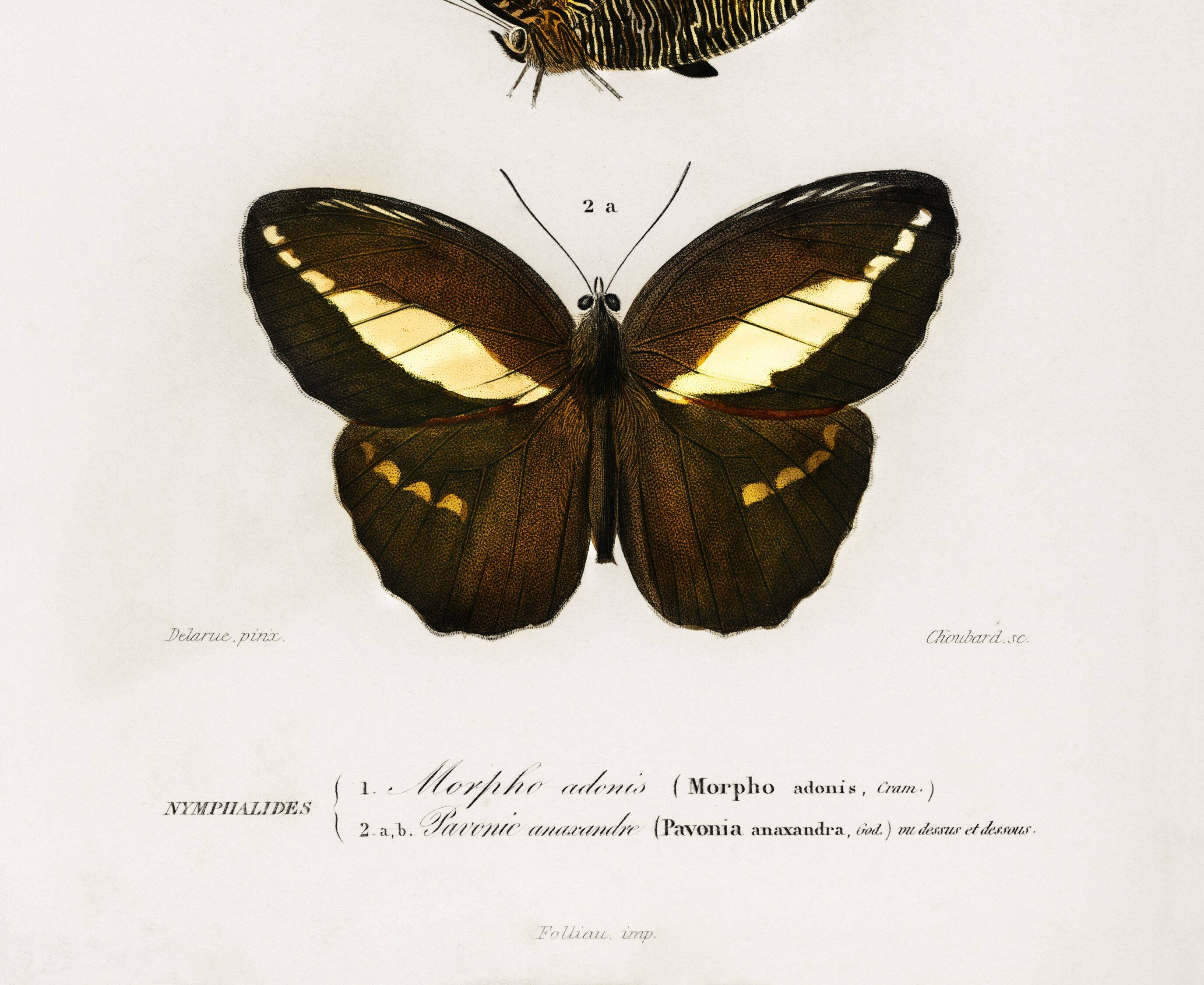 Poster about butterflies (Tropical Peacock butterfly), after an engraving
