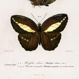 Poster about butterflies (Tropical Peacock butterfly), after an engraving
