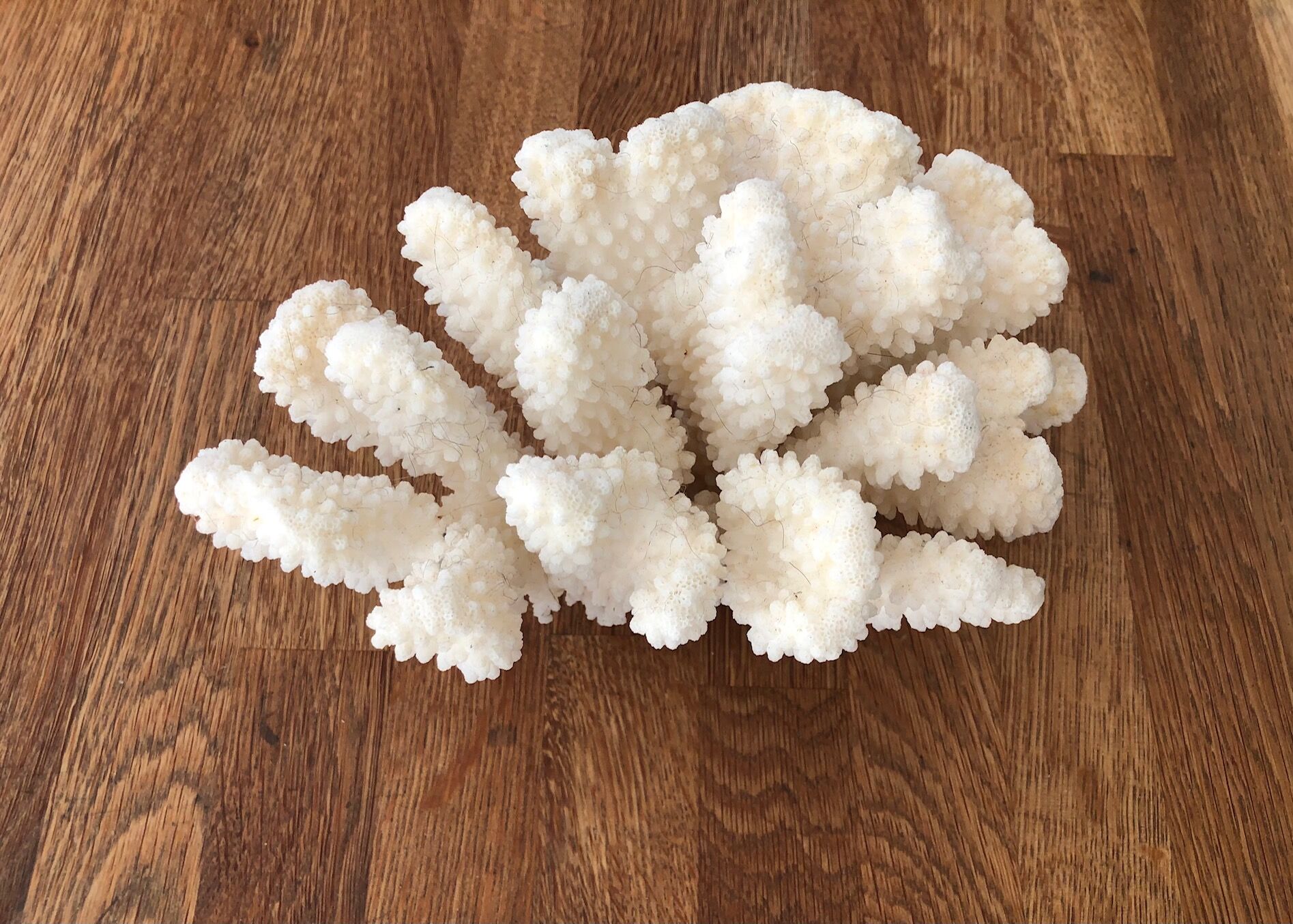 Cluster white coral