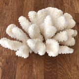 Cluster white coral