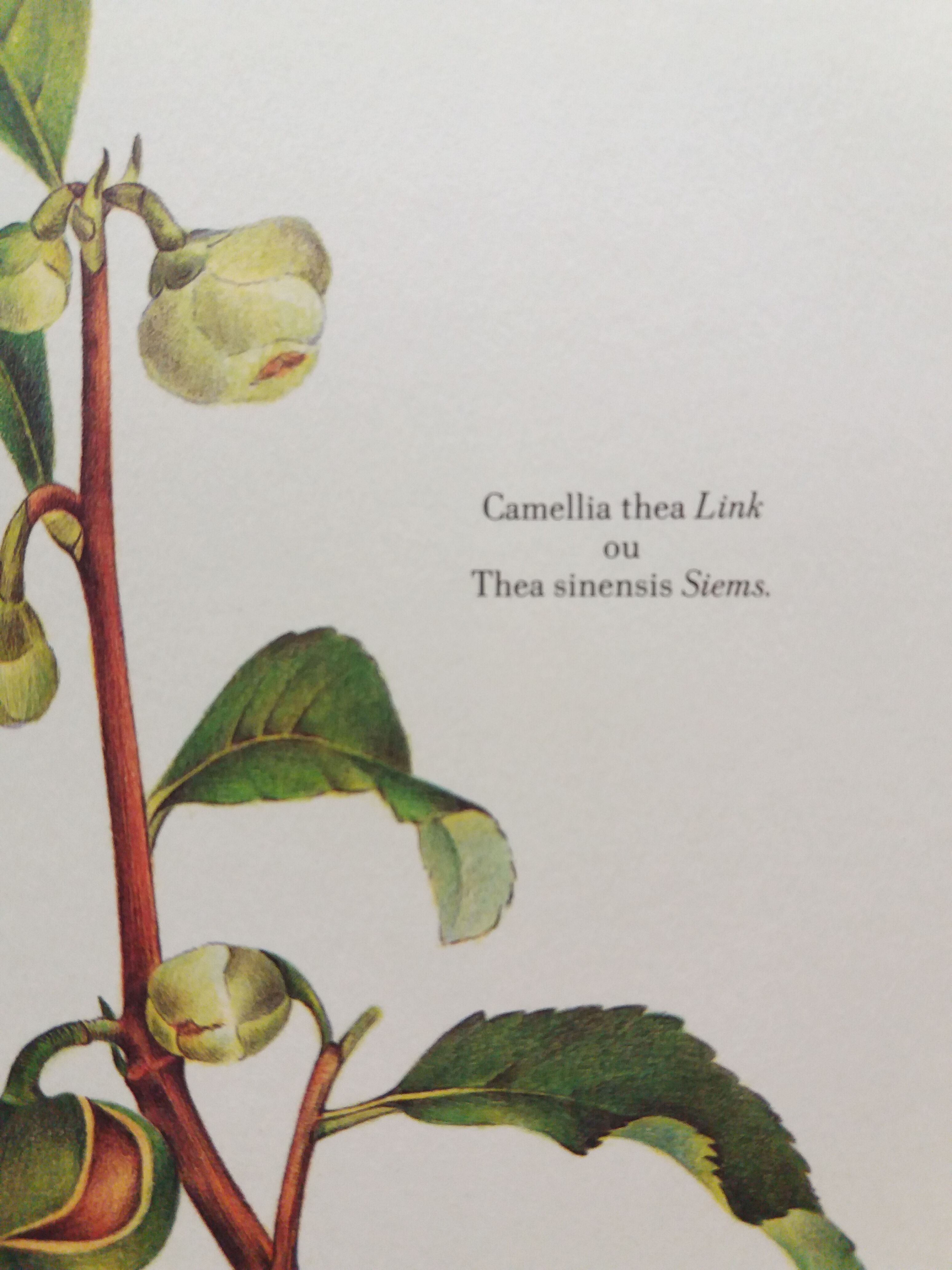 Botanical Tea tree poster